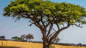 Acacia tree in a field