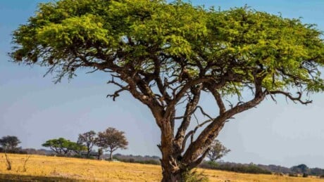 Acacia tree in a field