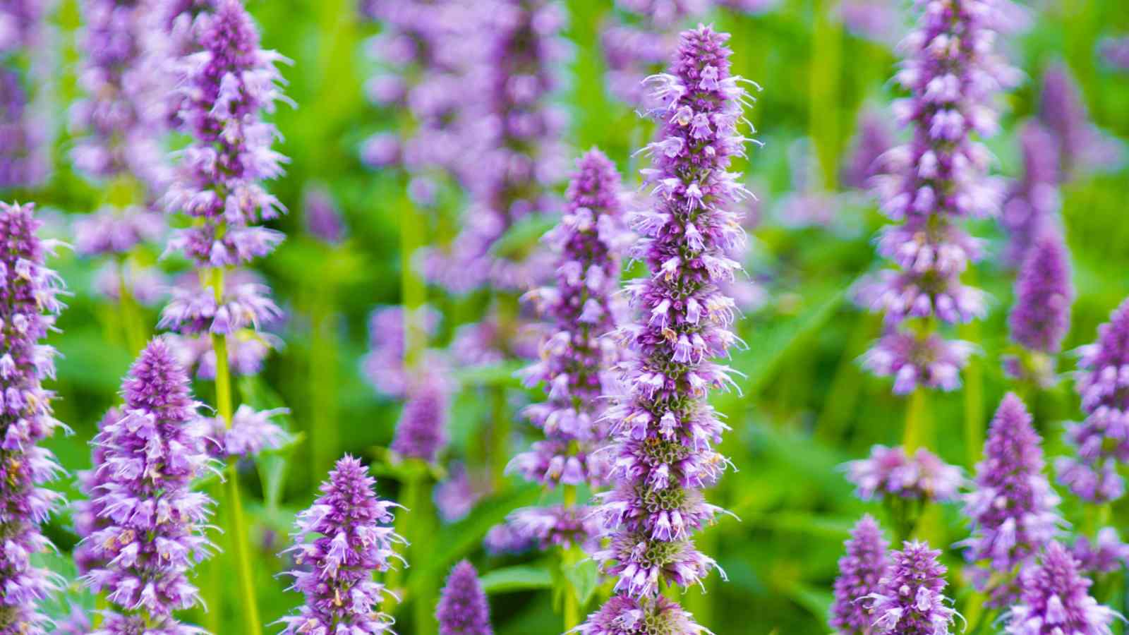 Purple flower clusters of Agastache