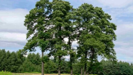 Alder trees in a field