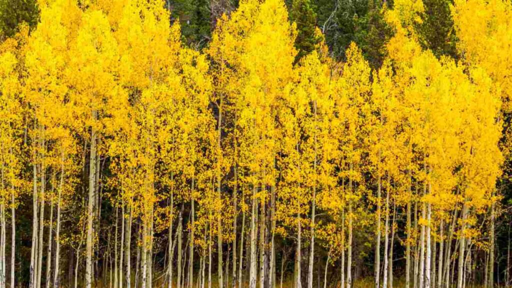 Aspen Tree: Description, Types, History, Uses, and Care Tips
