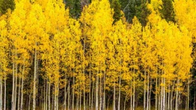 Yellow foliage of Aspen trees