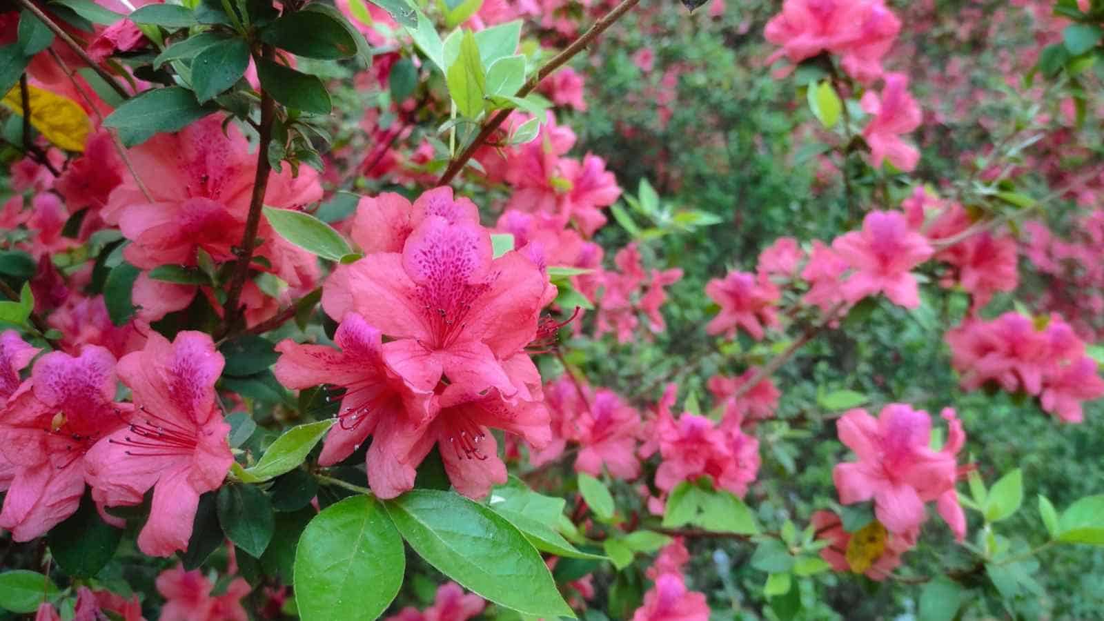 Pink Azalea (Rhododendron spp.) flowers with green leaves