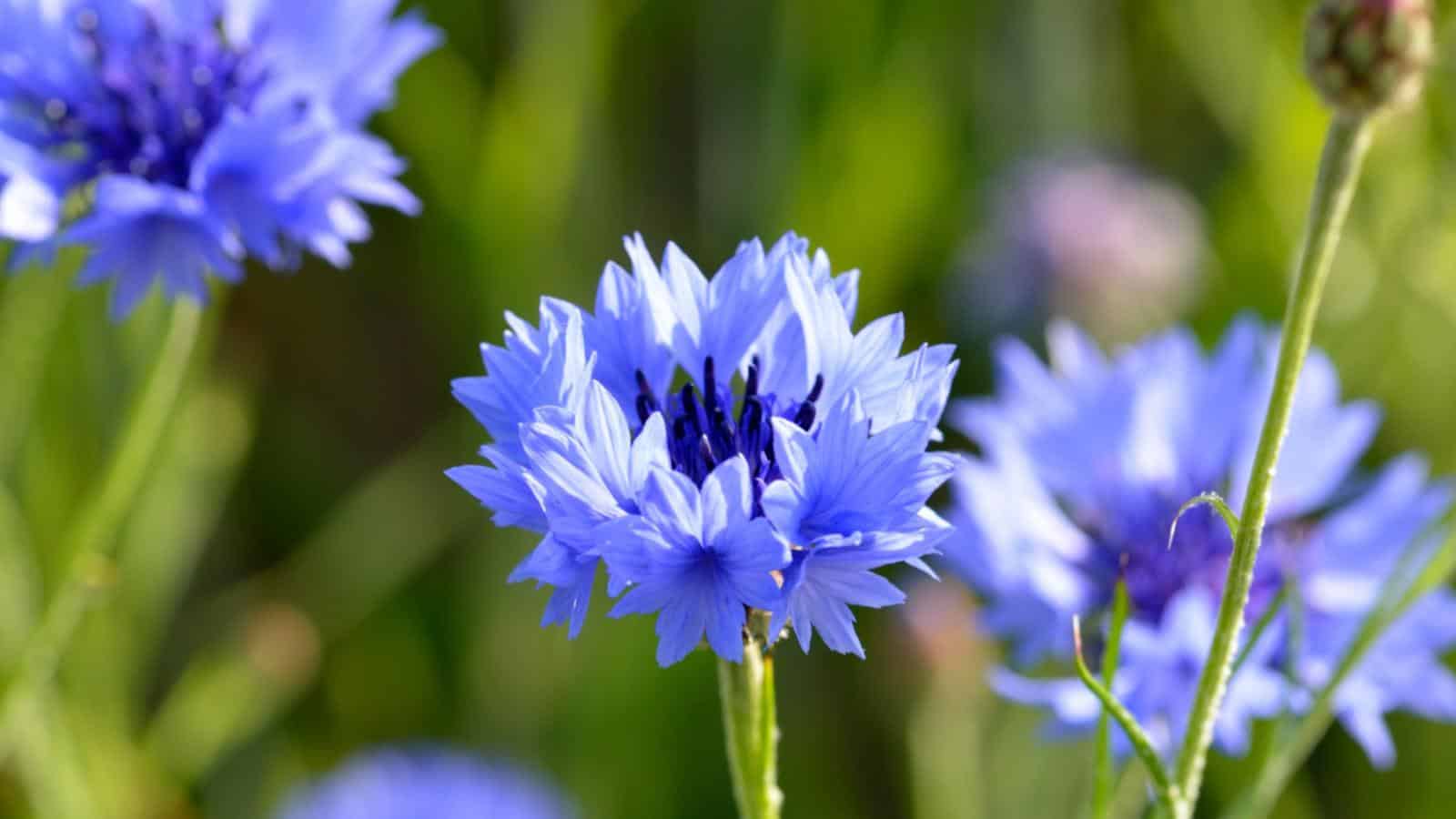 Bachelorโs Button (Centaurea cyanus) flower closeup shot