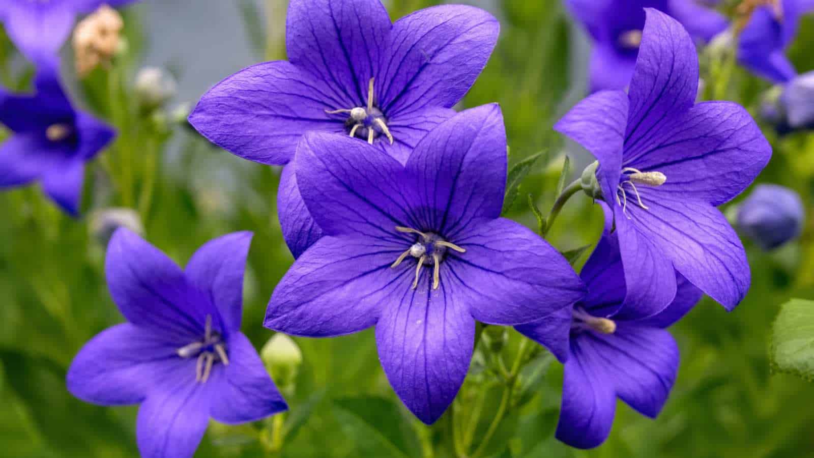 Closeup shot of Balloon Flowers (Platycodon grandiflorus) in the garden