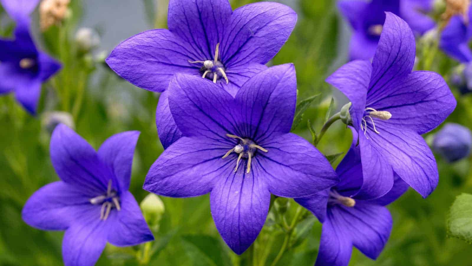 Closeup shot of purple Balloon Flowers (Platycodon grandiflorus)