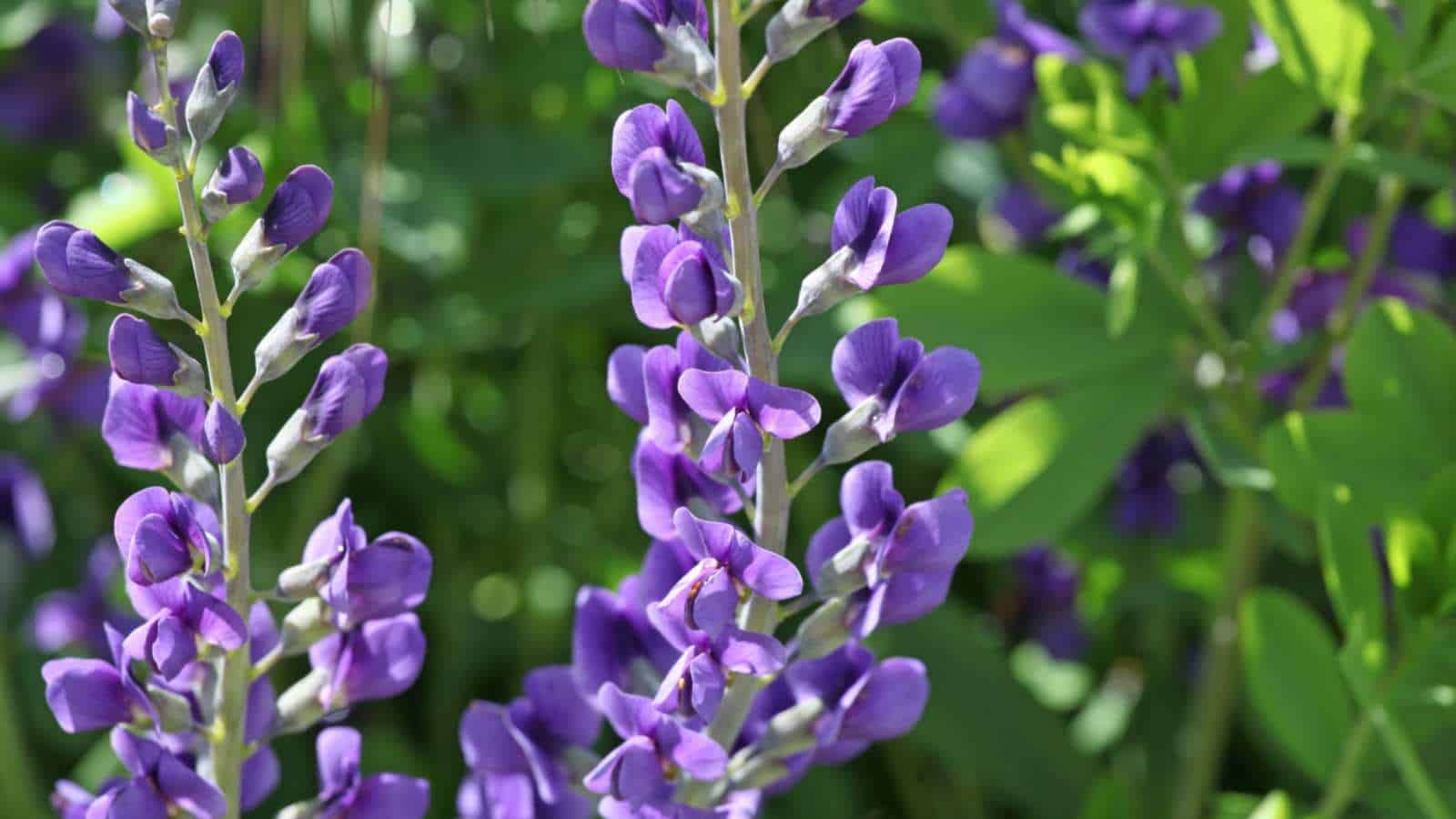 Baptisia purple flowers