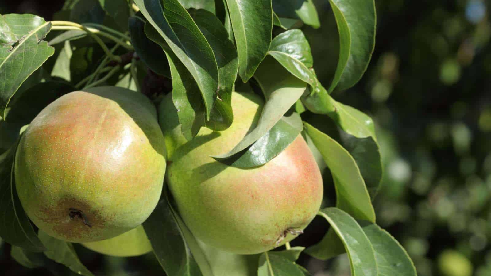 Ripe Bartlett pears on a tree with green leaves