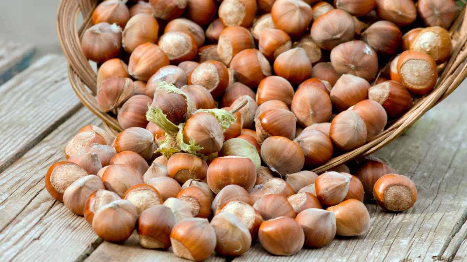 European Hazelnut (Filbert) Tree Seeds – Corylus Avellana, Fast-Growing, Edible Nuts