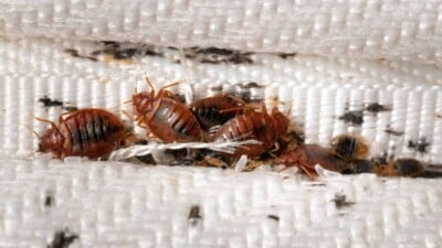 Close-up shot of bed bugs on mattress