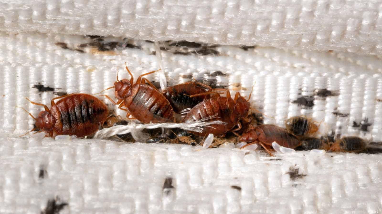 Images Of Bed Bugs Infoupdate