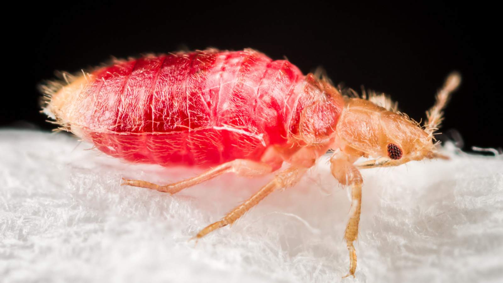 Macro of bed bug after feeding