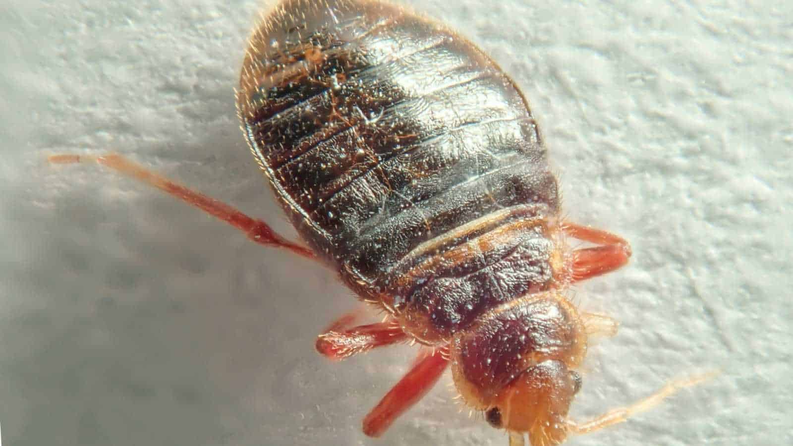 Bed bug near a light source