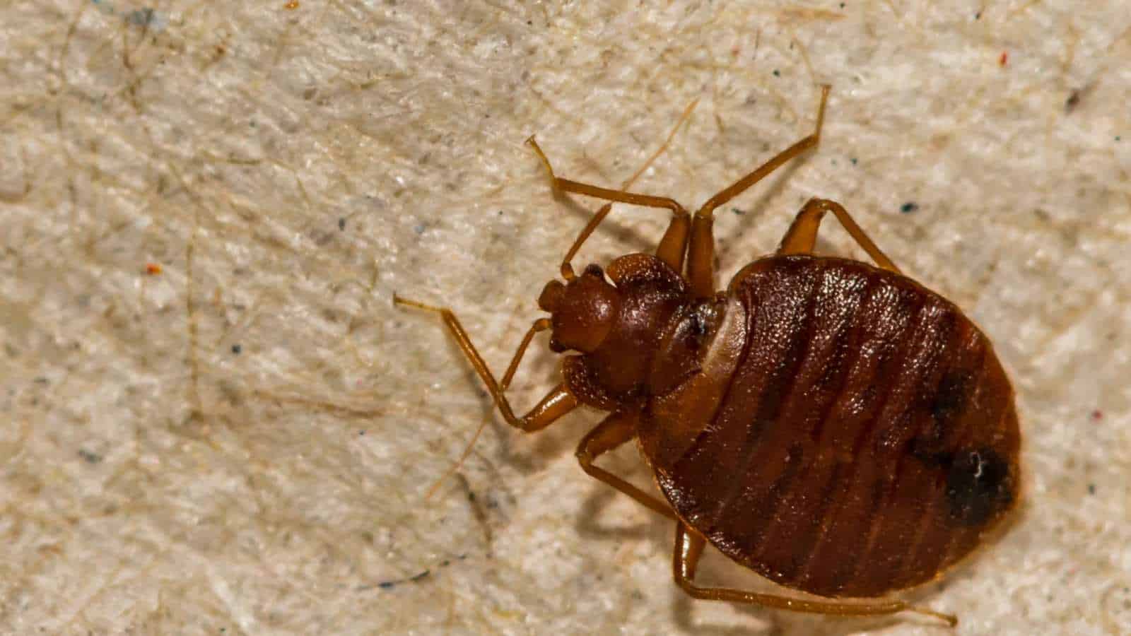 How To Get Rid Of Bed Bugs On Mattress Proven Solutions
