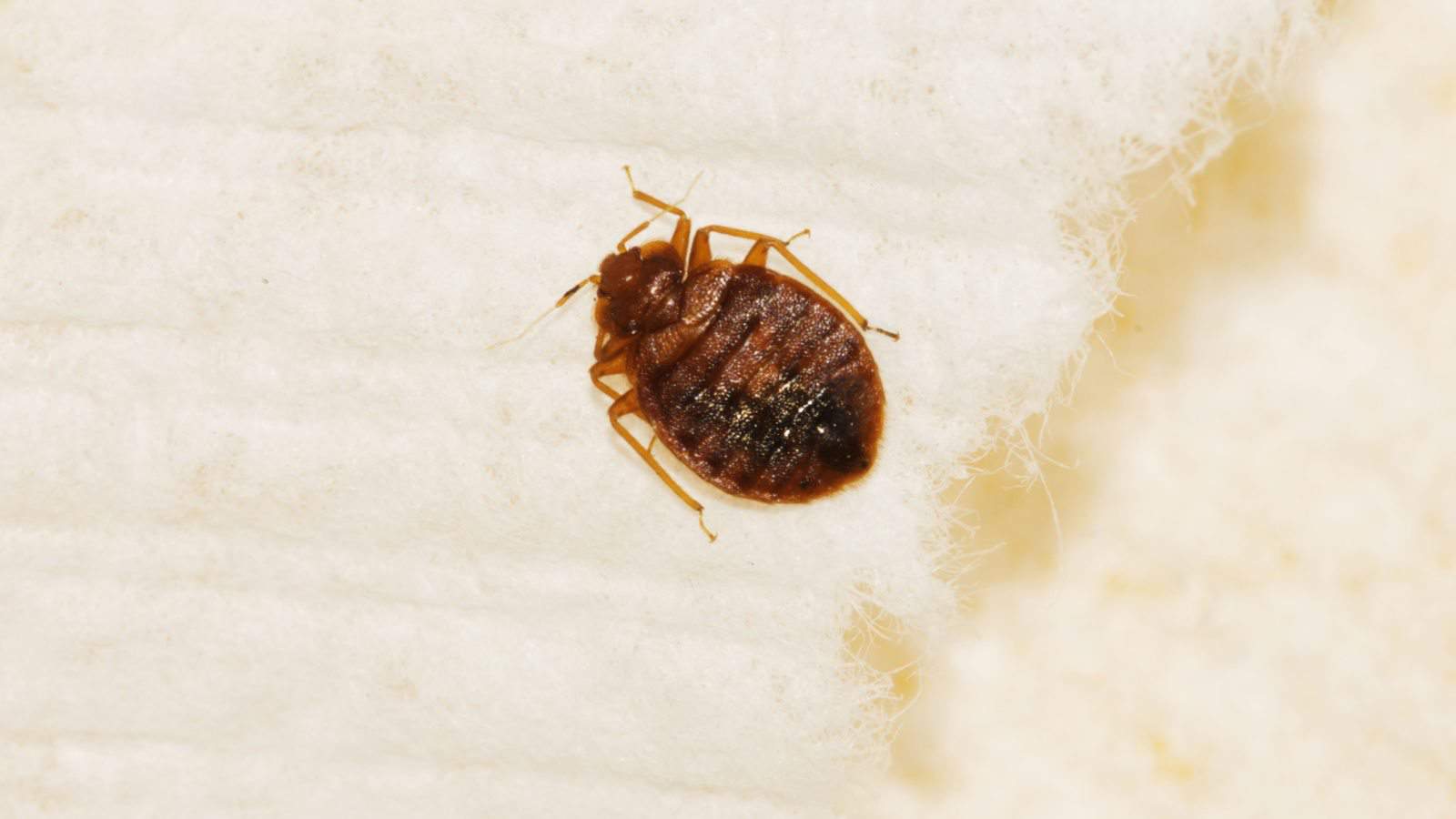 Bed bug before feeding