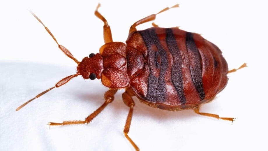 Close up photo of bed bug on white background.
