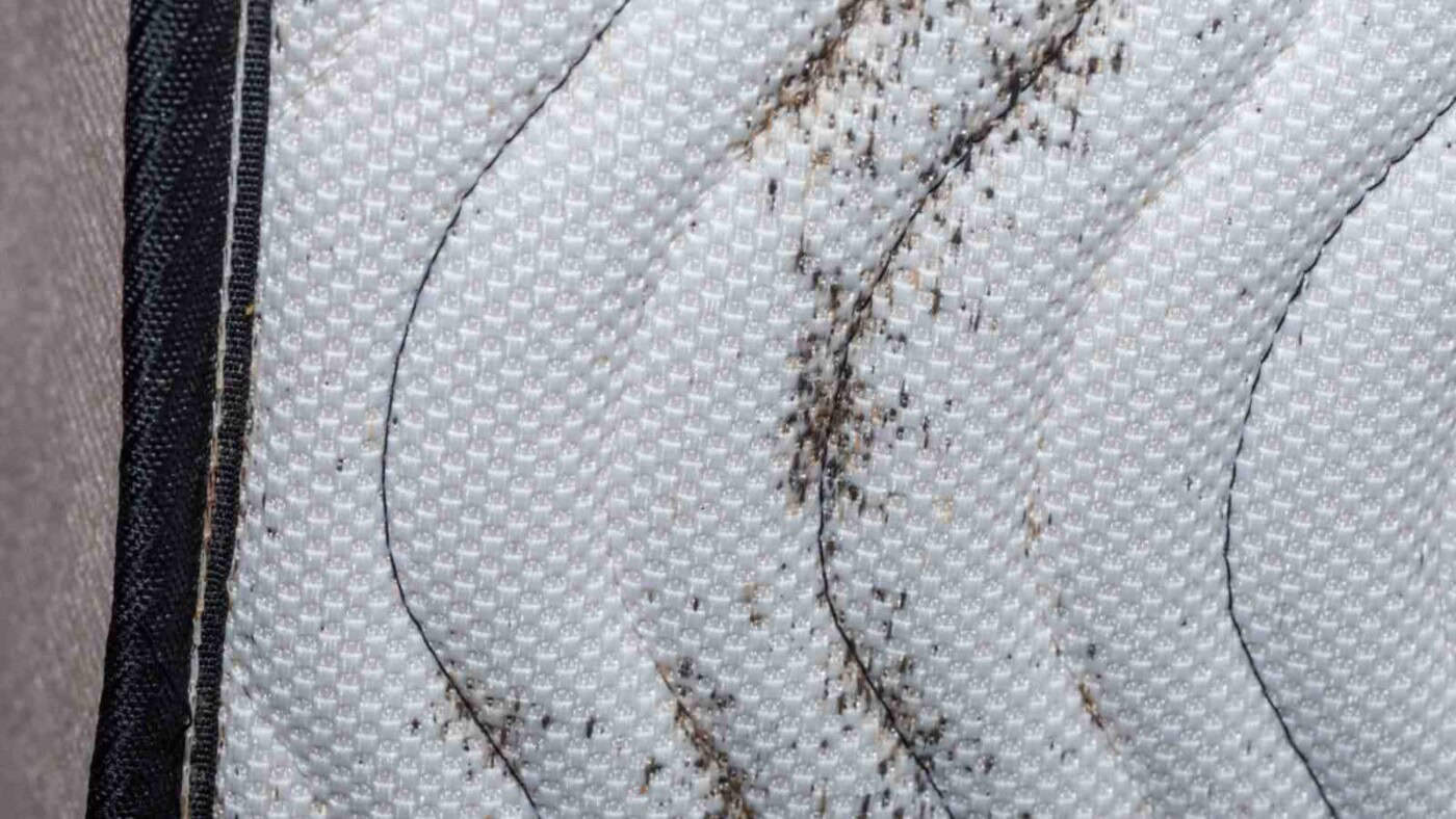 How to Treat a Mattress for Bed Bugs - easypm.com