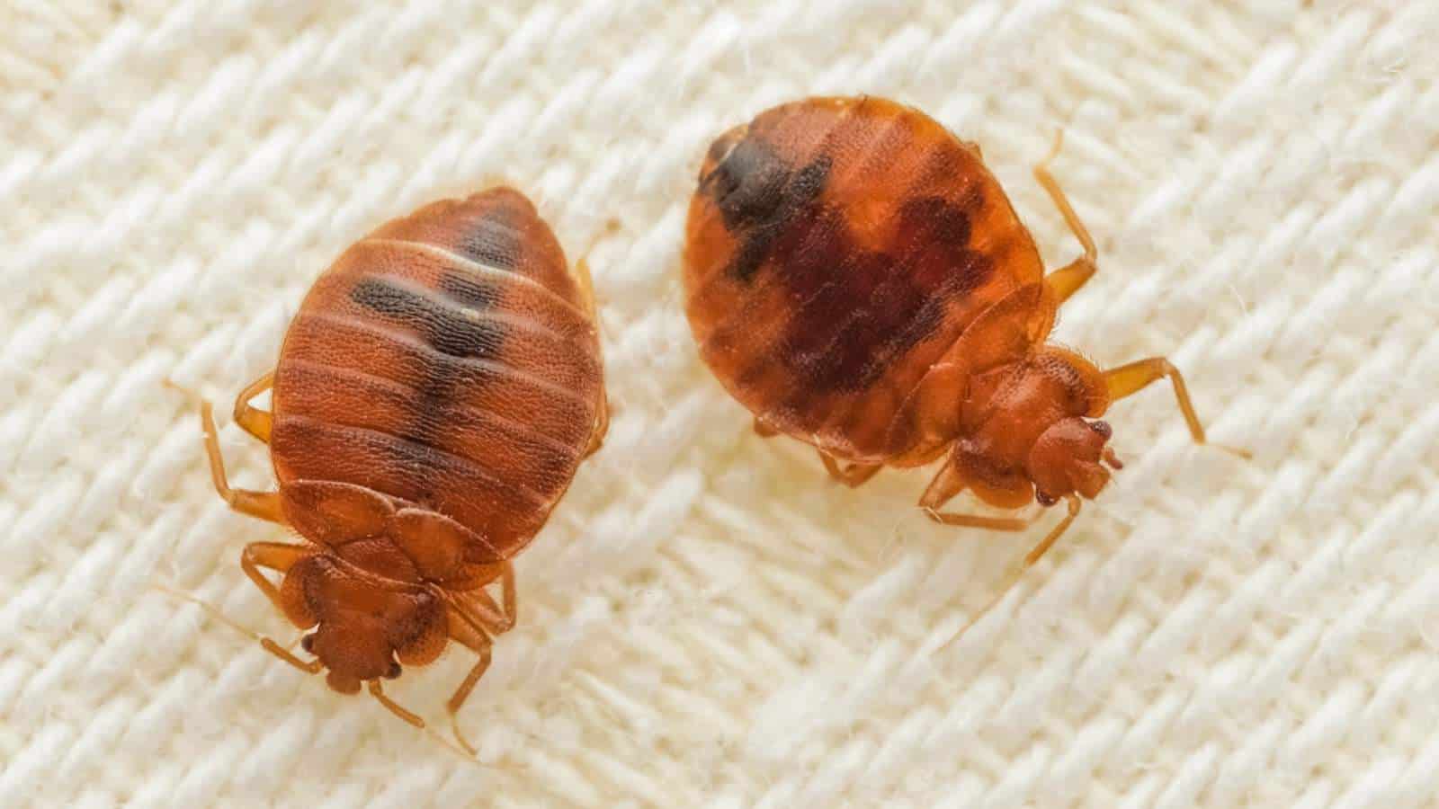 Two bed bugs on a white fabric