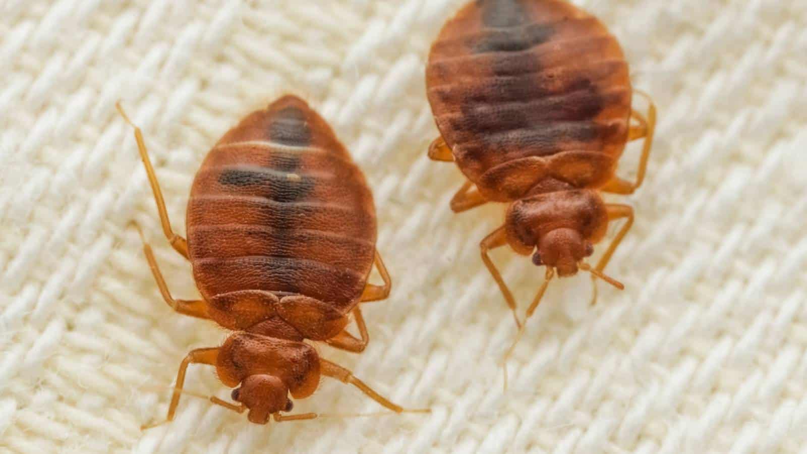 How To Check For Bed Bugs Guide For Home And Travel How To Check For Bed Bugs Guide For Home And Travel