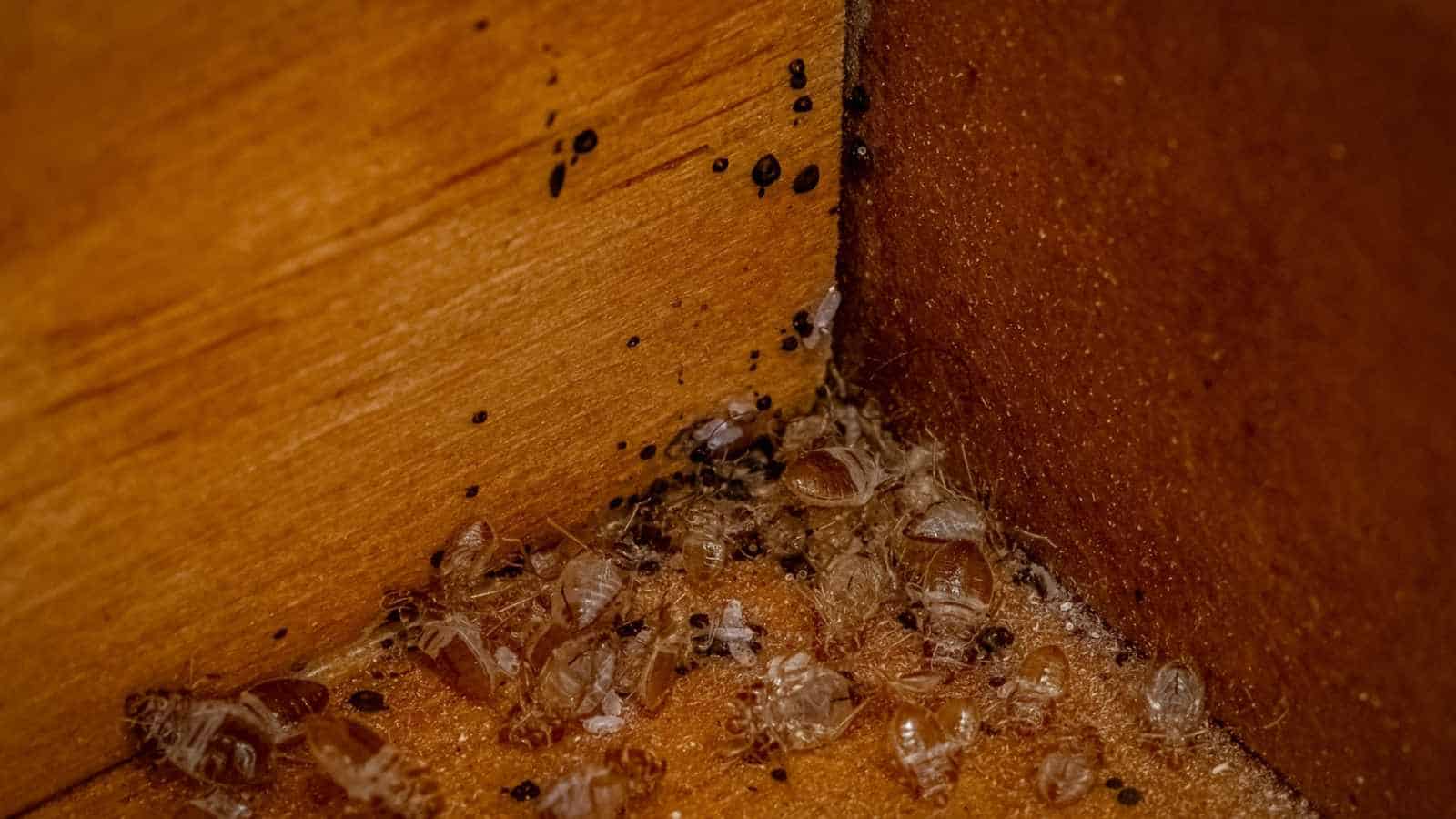 Wooden furniture with bed bugs
