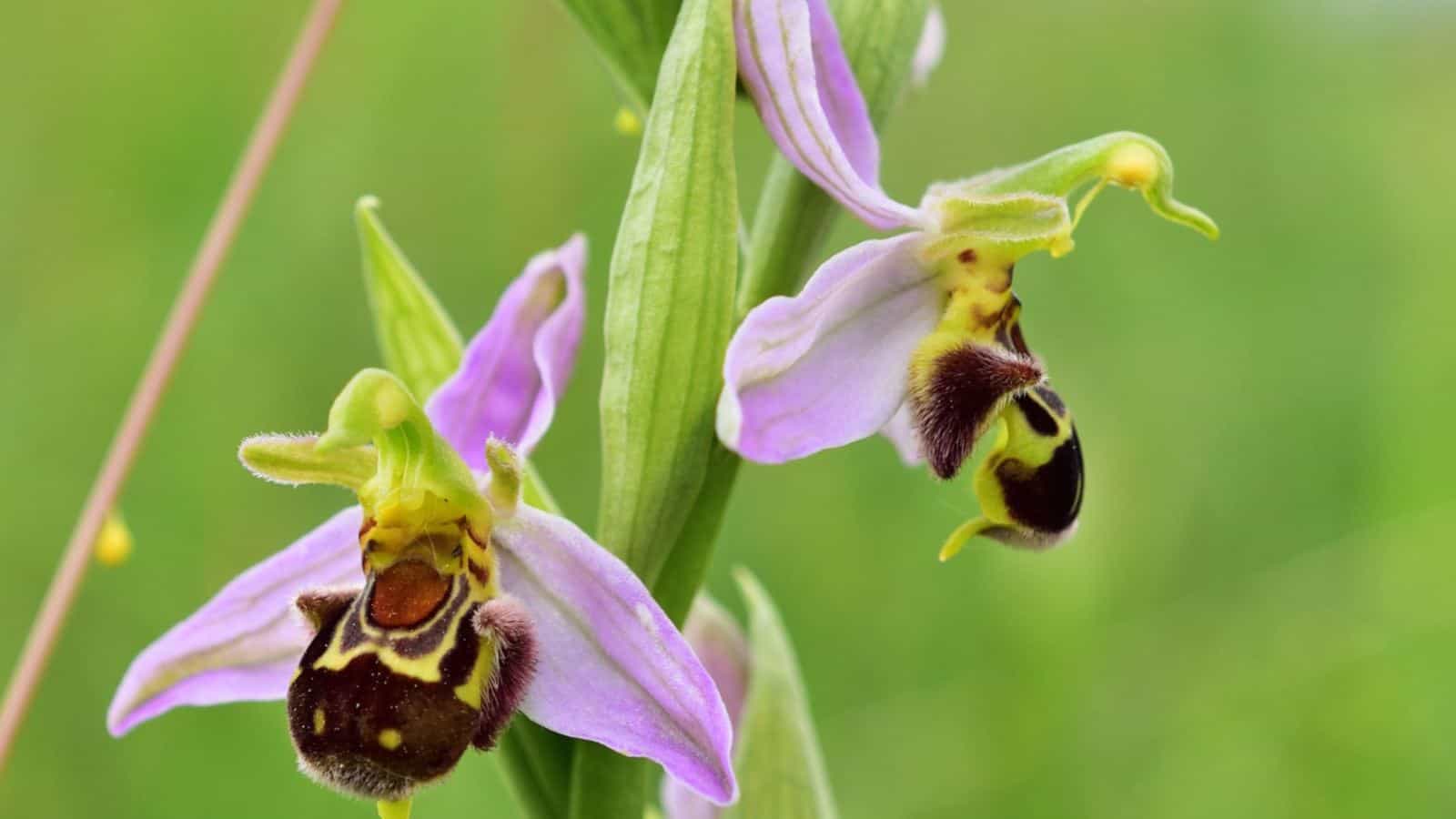 Close-up shot of Bee Orchid (Ophrys apifera) flowers