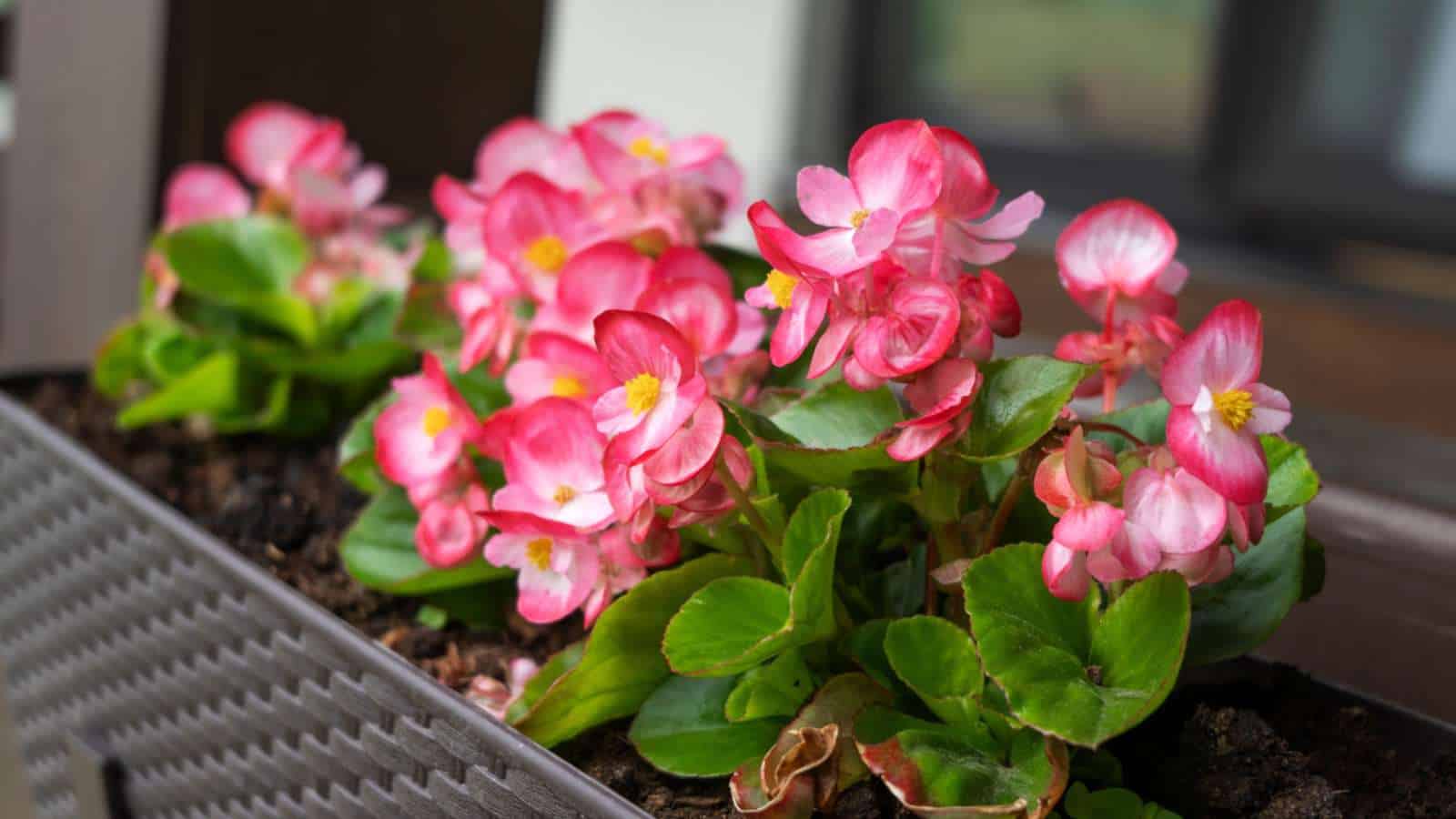 Fuchsia colored Begonia on a black pot