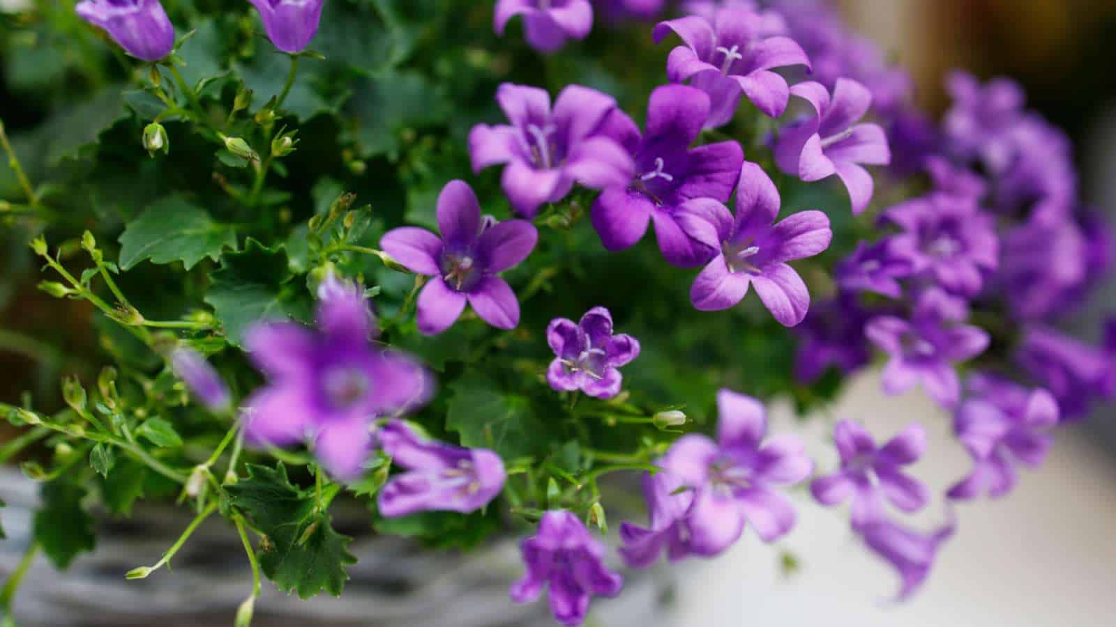 Selective focus on purple Bellflower (Campanula spp.)