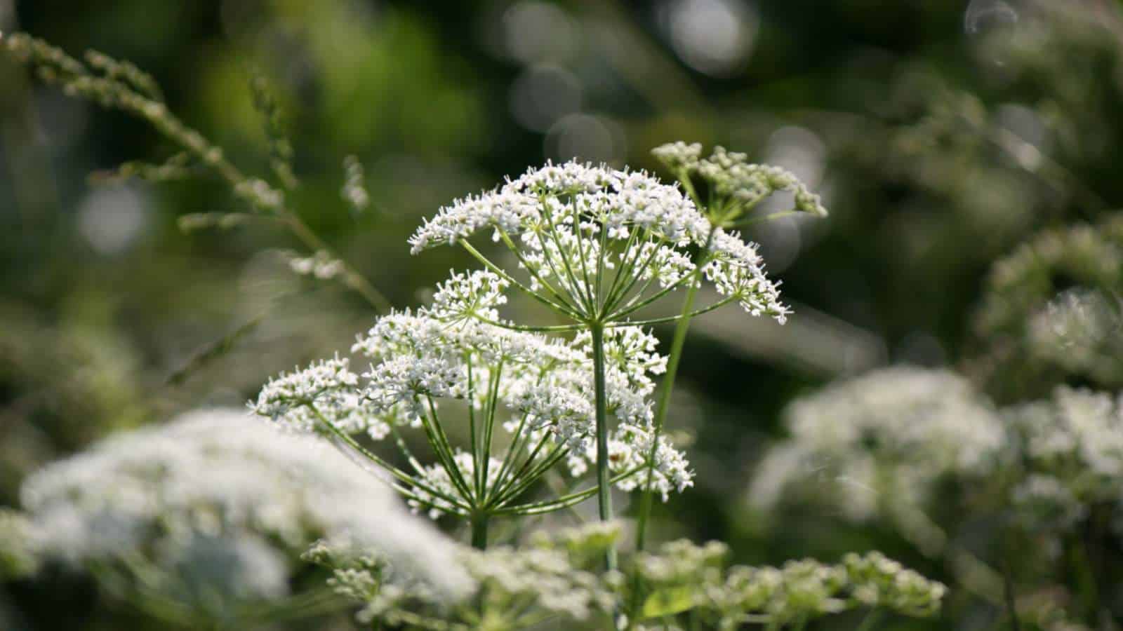 Selective focus of white Bishop's Flower (Ammi majus)