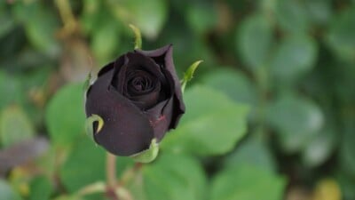 Selective focus of a black rose