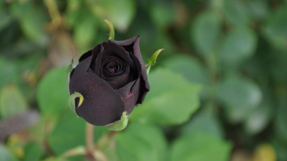 Selective focus of a black rose