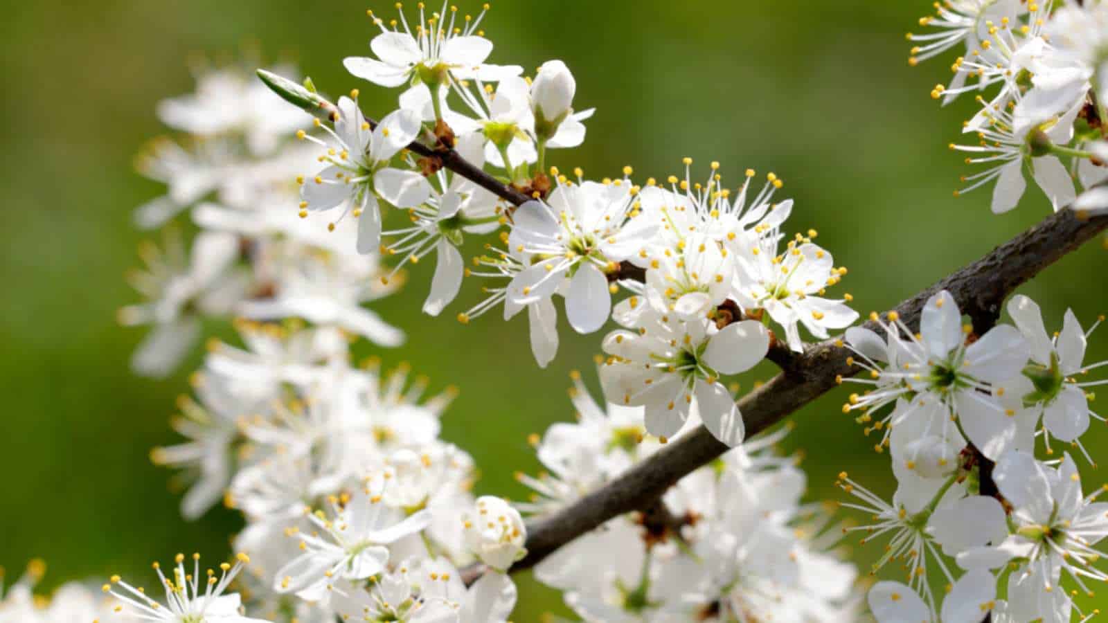 Selective focus on the white flowers of Blackthorn (Prunus spinosa)