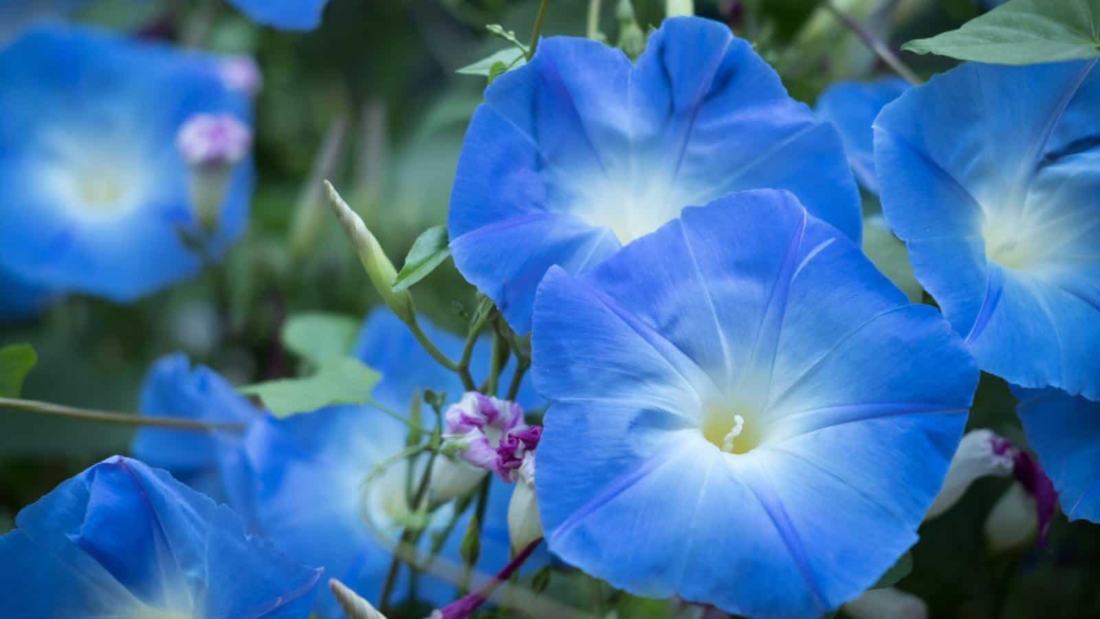 Blue Morning Glory (Ipomoea spp.) flower blooming