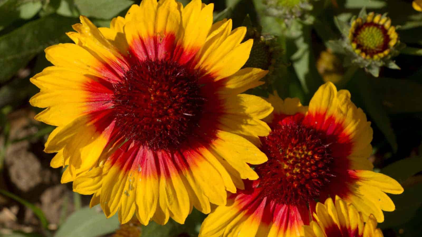 Indian Blanketflowers (Gaillardia pinnatifida) in the garden