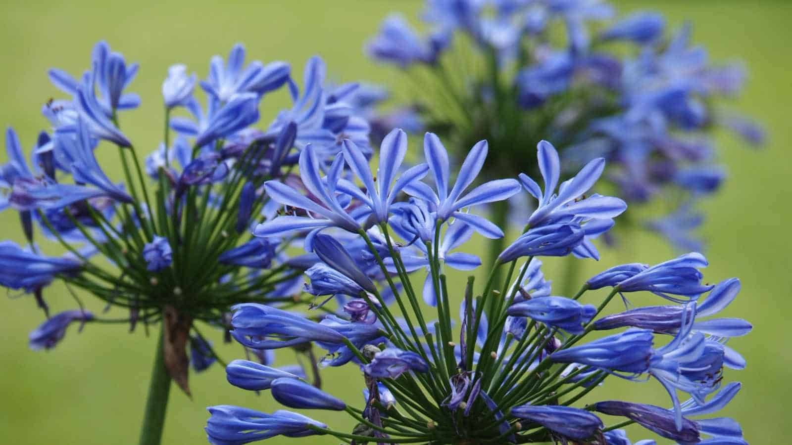 Blue African Lily (Agapanthus africanus) flowers selective focus