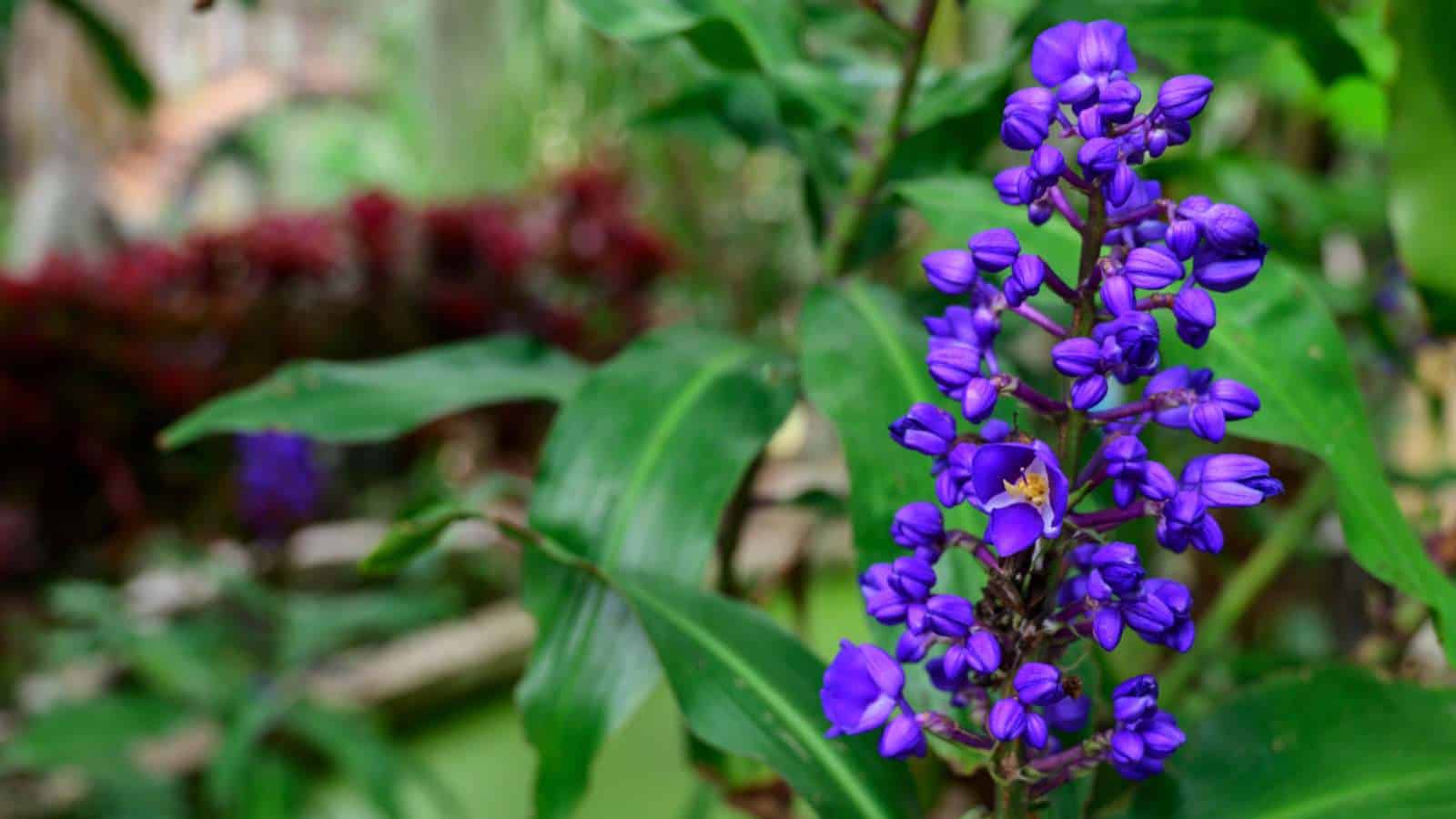 Blue Cone Ginger (Costus woodsonii) with green leavesBlue Cone Ginger (Costus woodsonii) with green leaves