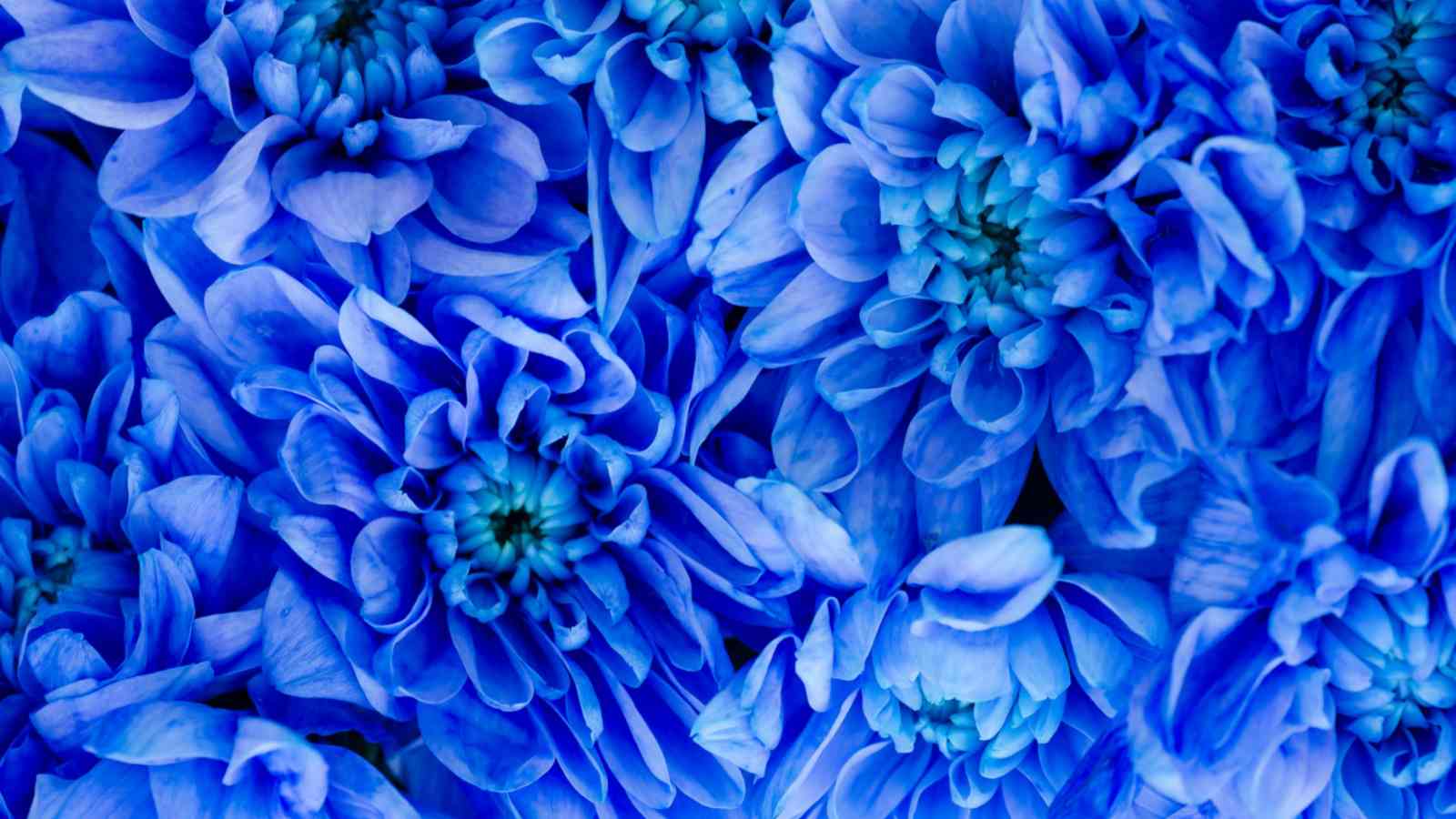 Blue Dahlia (Dahlia spp.) flowers close-up view