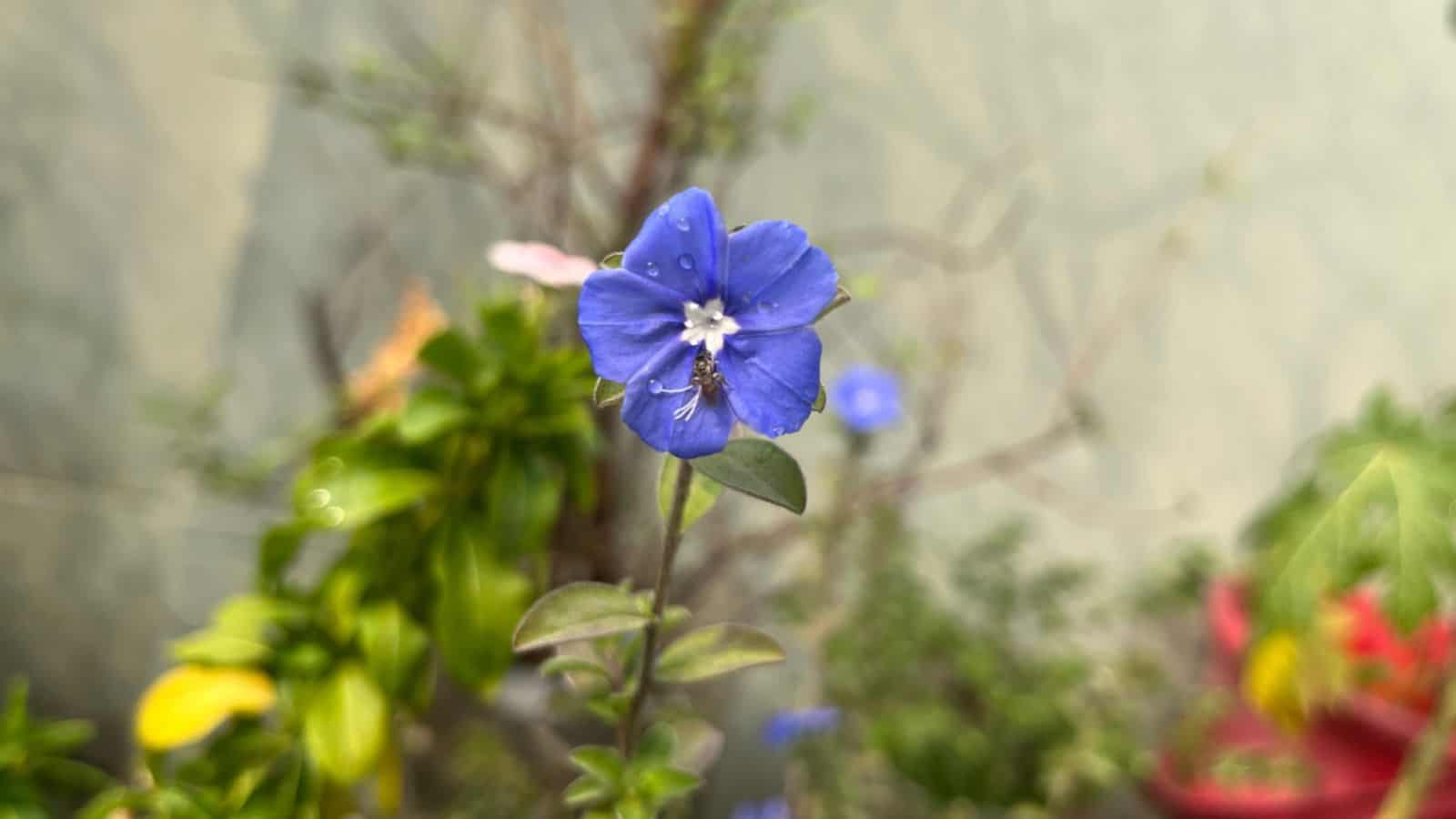Blue Daisy Bush (Brachyglottis ‘Sunshine’) selective focus of a single flower in the garden