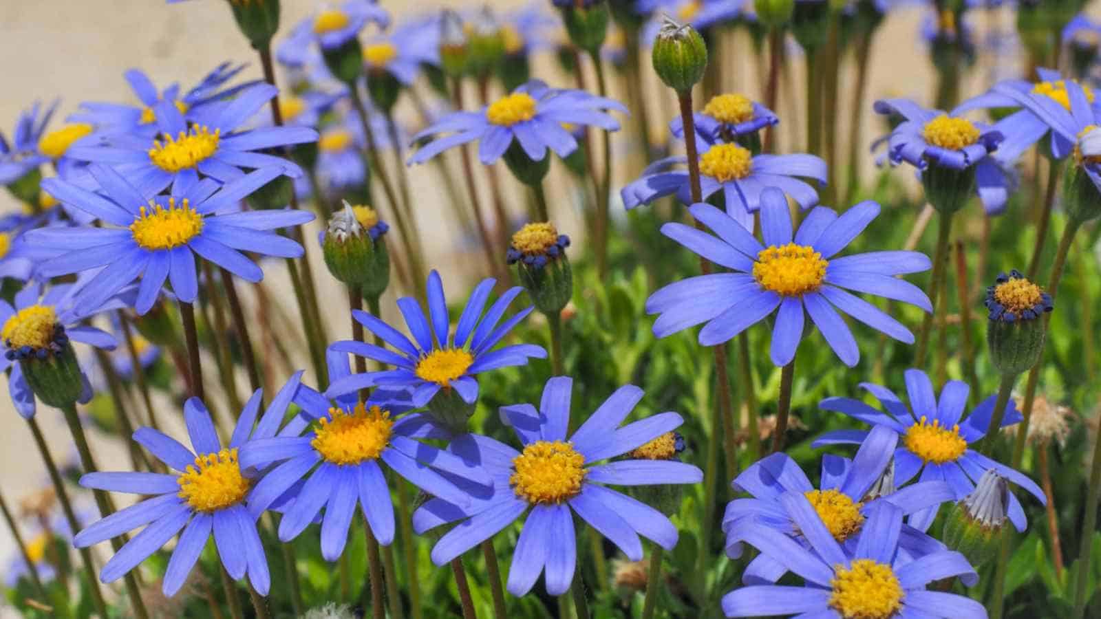 Blue Daisy (Felicia amelloides) blooming in the garden