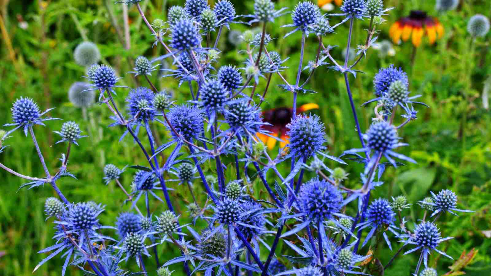 Blue Devil (Eryngium planum) selective focus with sunflowers in the background