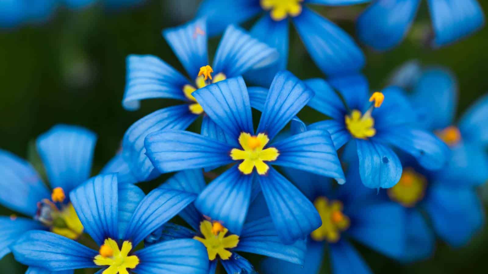 Blue-Eyed Grass (Sisyrinchium angustifolium) macro shot
