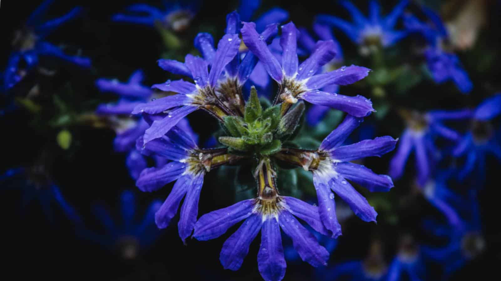 Blue Fan Flower (Scaevola aemula) macro shot with water drops