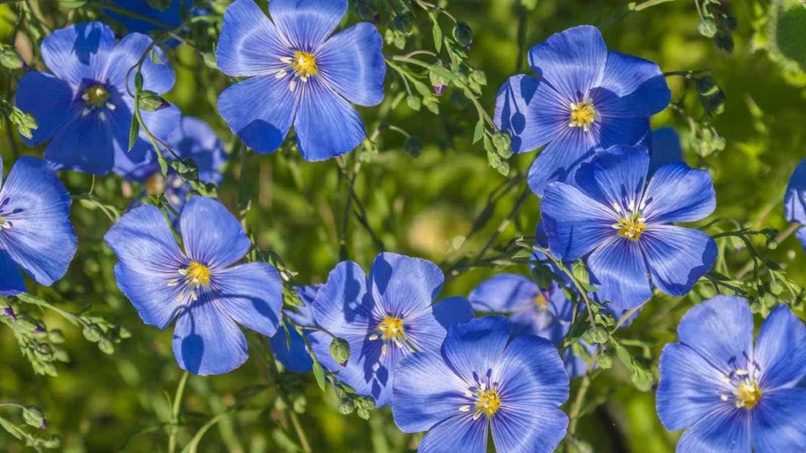 Blue Flax (Linum perenne) flowers in the garden under the sun