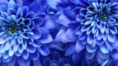 Closeup of blooming blue flowers