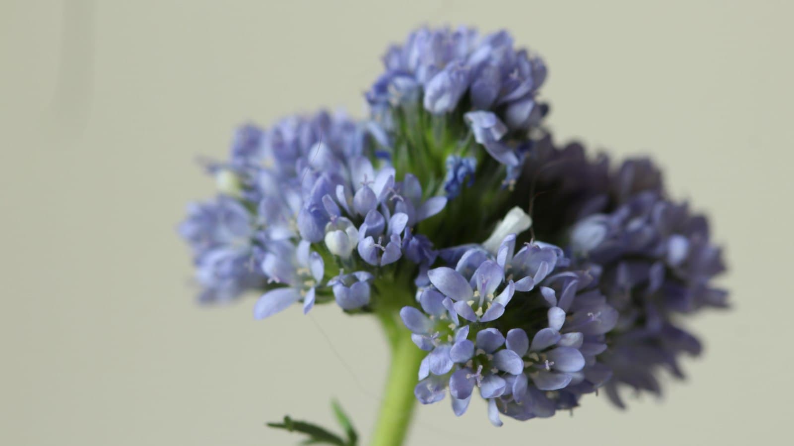 Blue Gilia (Gilia achilleifolia) flowers in a white wall