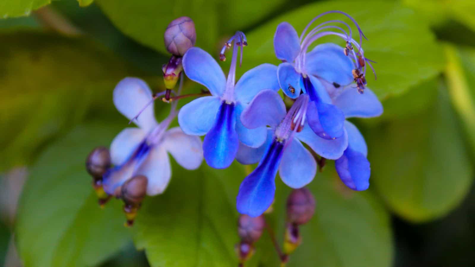 Closeup shot on the Blue Glorybower (Clerodendrum ugandense) flowers with green leaves