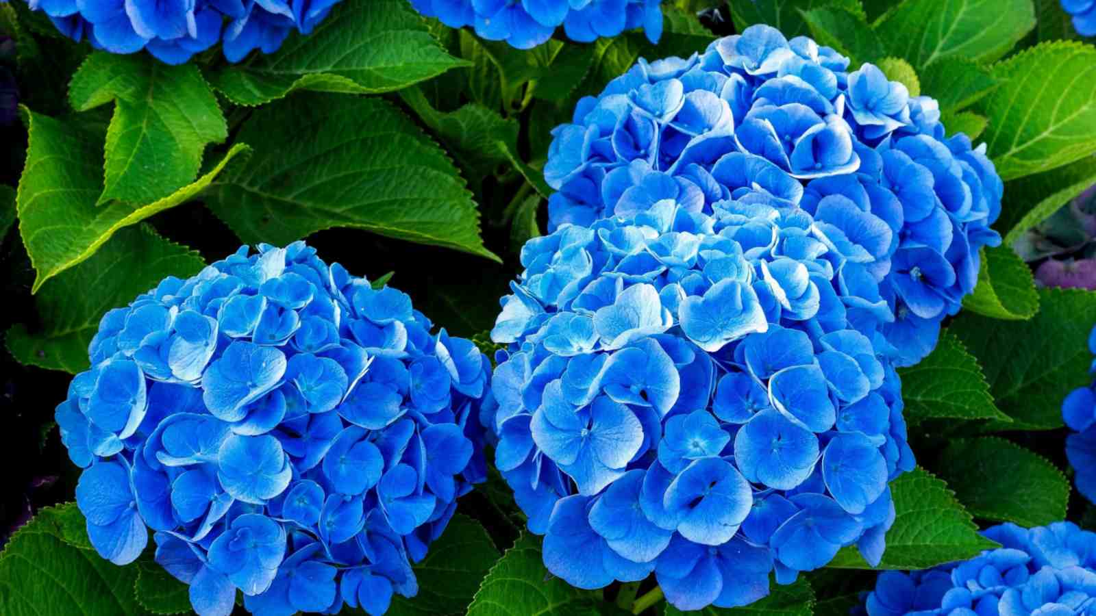 Blue Hydrangea (Hydrangea macrophylla) flowers with green leaves