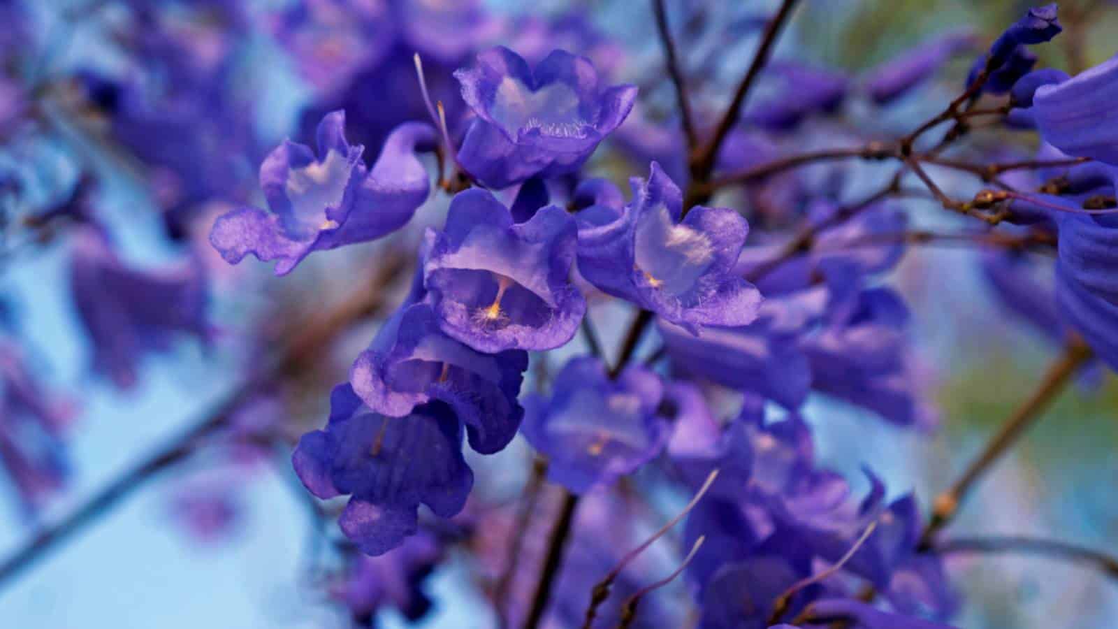 Blue Jacaranda (Jacaranda mimosifolia) flowers closeup shot