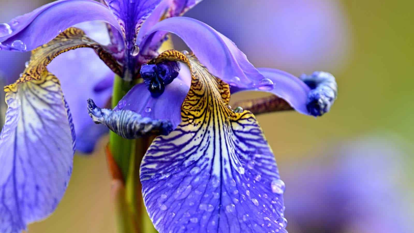 Macro of Blue Japanese Iris (Iris ensata) flower
