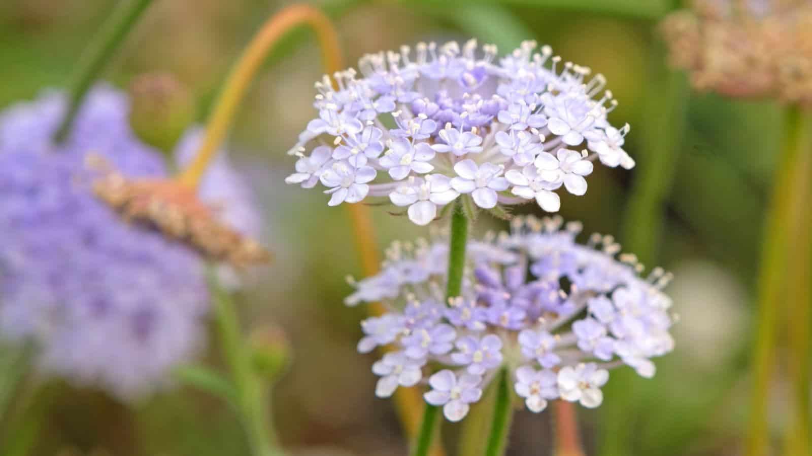 Blooming Blue Lace Flowers (Didiscus caeruleus) in the garden