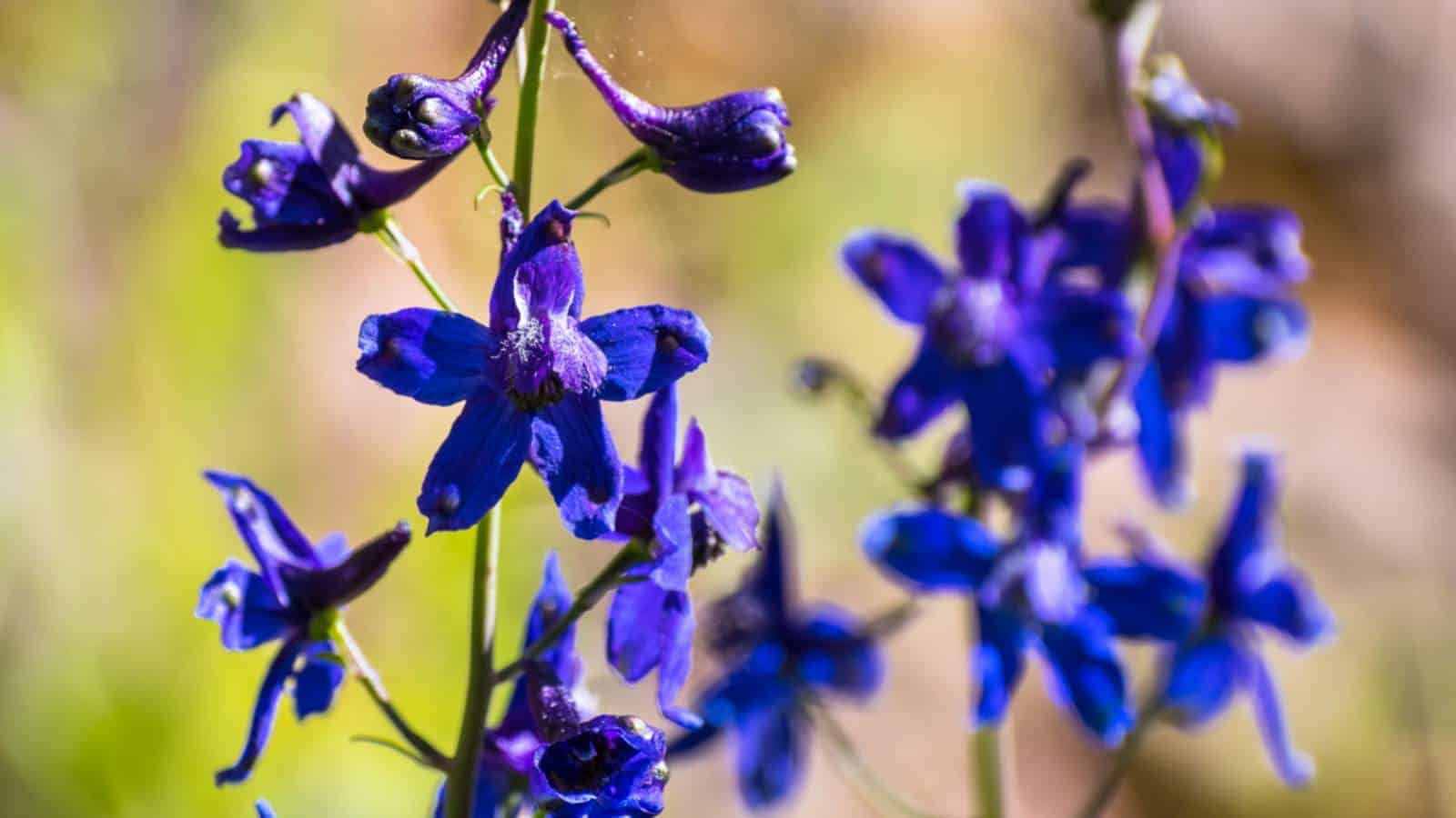Selective focus of blooming Blue Larkspur (Delphinium variegatum) flowers